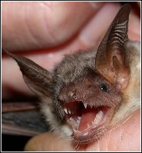 little french bat