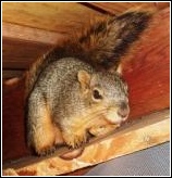 mother squirrel in attic