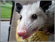young opossum close up