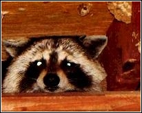 raccoon peaking out from behind attic rafters