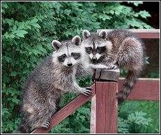 raccoons hanging out around a deck