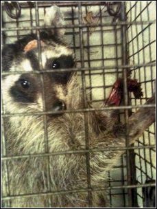 raccoon in trap with injury