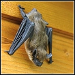 bat resting on siding behind the shutter