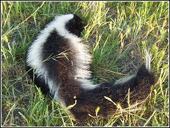 skunks are a common problem in the choteau area due to lake hudson and the neosho river