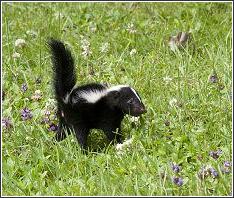 young skunk playing outside