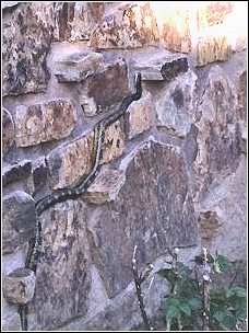 snake climbing outside uneven brick wall of house