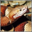 venomous snake like those found in florida