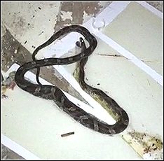 snake in attic caught on glue board