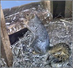 a squirrel in an attic, a common problem in the choctaw area