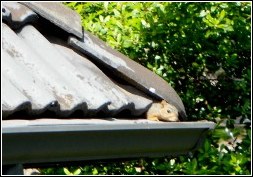 vacant home squirrel problem