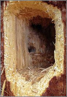 large hole created by woodpeckers