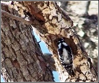 woodpecker pecking on tree and making a large hole